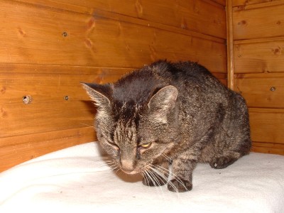 Die Homepage Von Moritz Einem Cni Kater
